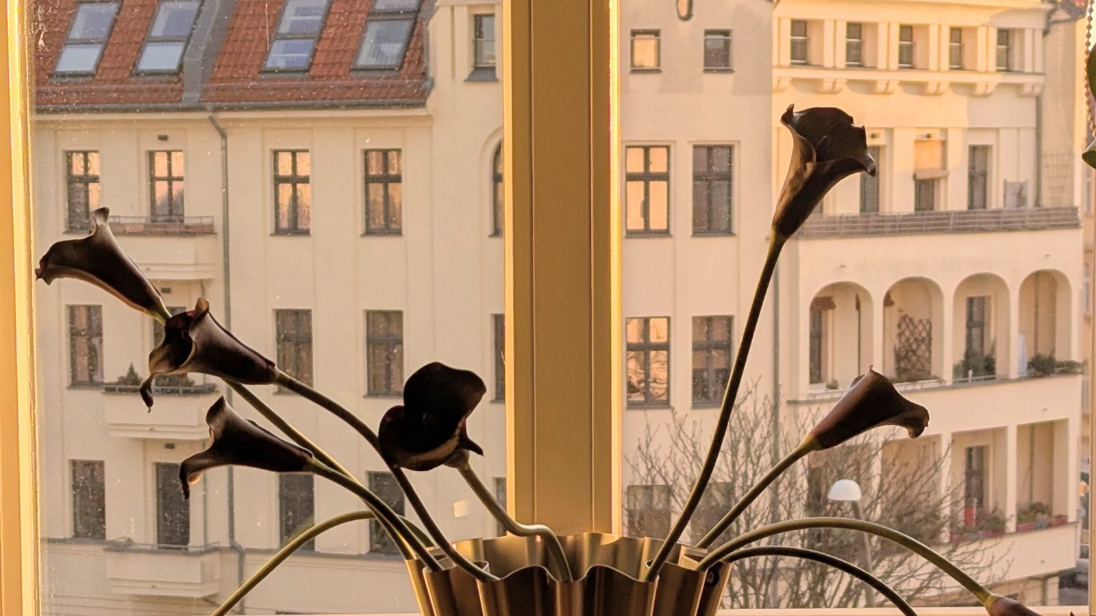 View from the practice window onto old Berlin buildings, with calla lilies in a vase